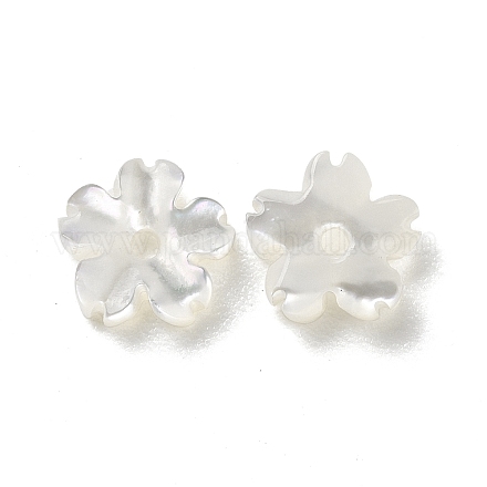 Natural White Shell Beads SHEL-F002-04-1