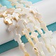 Eau douce naturelle de coquillage perles brins BSHE-G034-26-2