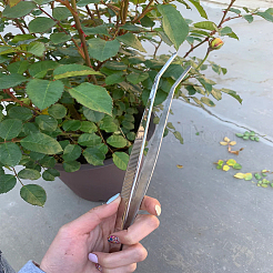 3 шт. 3 вида пинцетов из нержавеющей стали&nbsp;TOOL-LP0001-41