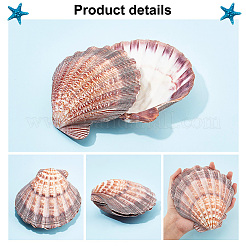 Natürliche Jakobsmuscheln aus Löwenpfote&nbsp;AJEW-WH0041-69
