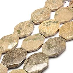 Fósiles naturales de coral abalorios hebras, facetados, oval, 44x34~35x9~11mm, agujero: 0.8~1.5 mm, aproximamente 9 pcs / cadena, 15.7 pulgada (40 cm)