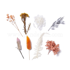 Сушеные цветы DIY-D052-24