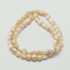 Натуральная морская ракушка SSHEL-M014-22