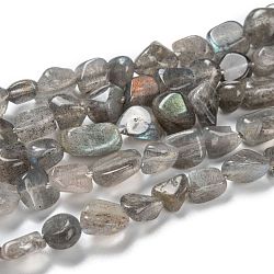 Chapelets de perles en labradorite naturelle , pépites, pierre roulée, 5~8.5x5.5~7x3.5~4mm, Trou: 0.7mm, Environ 64 pcs/chapelet, 16.34'' (41.5 cm)
