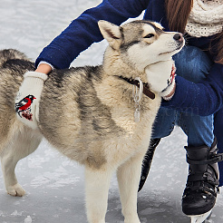 Сплав домашних животных собаки кошки идентификационные жетоны&nbsp;HJEW-DR00050