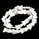 Chapelets de perles de coquille de trochid / trochus coquille SSHEL-R145-02-2