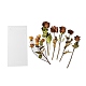 6Pcs PET Self Adhesive Plant Decorative Stickers AJEW-Q146-01G-1
