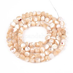 Нити бусин из натуральных трохоидных/трохус ракушек SSHEL-N040-11