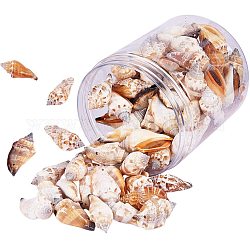 Perles de coquillage en spirale naturelle, Pérou, 41~50x21~22x16~19mm, Trou: 1mm, environ 96~99 pcs / boîte