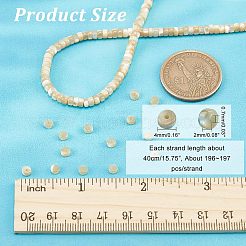 1 нить натуральных бусин из ракушек трохид/трохус BSHE-NB0001-18