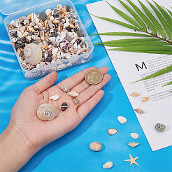 Натуральные ракушки и морские звезды DJEW-DC0001-11