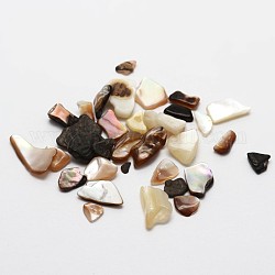 Senza Buco conchiglia perle naturali di mare, 5~17x5~17mm, circa 2994pcs/500g