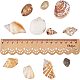 CHGCRAFT 1box about 500g Mixed Ocean Sea Shells Natural Seashells Spiral Shell Beads for Fish Tank Home Decor Beach Theme Party Candle Making Wedding Decor IY Crafts BSHE-PH0003-03-4