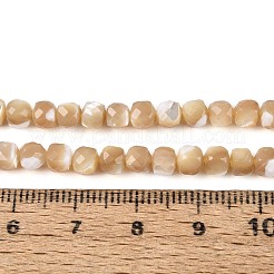 Natürliche Trochidschale / Trochusschalenperlenstränge&nbsp;BSHE-T014-53