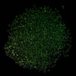 Светящиеся стеклянные бусины SEED-A033-07N