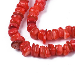 Нити бусин из натуральных трохоидных/трохус ракушек SHEL-S258-081-B06