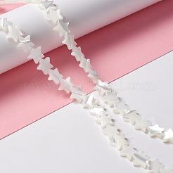 Бусины из натуральных трохоидных/трохус ракушек&nbsp;SSHEL-O001-25C-02