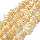 Brins de perles de coquillages naturels de troca SHEL-K006-38-1