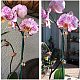 AHANDMAKER Garden Flower Orchid Clips OHAR-GA0001-01-7