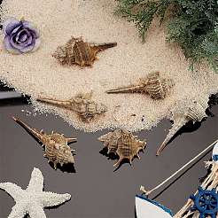 Натуральные раковины бисера SSHEL-SC0001-08