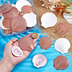 40 шт. натуральная ракушка для украшения аквариума&nbsp;SHEL-PH0001-68