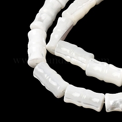 Нити бусин из натуральных трохоидных/трохус ракушек&nbsp;SHEL-A006-06A