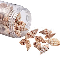 Perles de coquillages en spirale, teinte, Pérou, 14~40x10~20x3~15mm, Trou: 1mm, environ 40~50 pcs / boîte