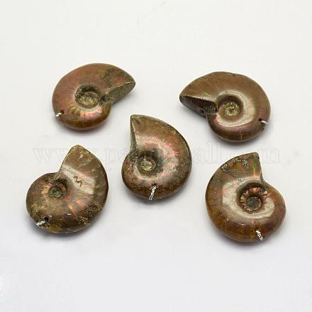 Shell fossilen Anhänger G-G694-E-01-1