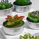 サボテンパラフィン無煙キャンドル  人工多肉植物装飾キャンドル  アルミ容器付き  家の装飾のための  グリーン  15.6x10.3x10.3cm  12個/セット DIY-G024-E-5