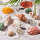 美しい海の海の殻  シェルクラフト  水族館の水槽の装飾のための  ミックスカラー  40~60mm  約19~25個/箱 SSHEL-PH0004-17-5