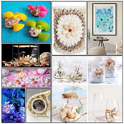 Наборы бусин из натуральных морских ракушек SSHEL-PH0002-49