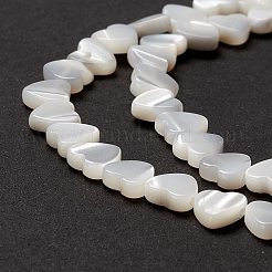 Бусины из натуральных трохоидных/трохус ракушек&nbsp;SSHEL-O001-27A