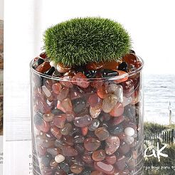 Окрашенные и нагретые натуральные бусины из агата G-J402-04B-02