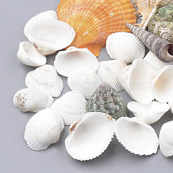 Perles de coquille d'arche naturelles, Perles en coquille de mer, non percé / pas de trou, forme mixte, couleur aléatoire simple ou couleur mélangée aléatoire, 20~73x14~60x10~31mm