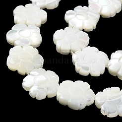 Нити бусин из натуральной ракушки трохус BSHE-E030-03