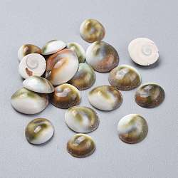 Cabochoni naturali di shell marini, mezzo tondo/cupola, colorato, 12.5~20.5x12.5~17.5x4.5~7.5mm