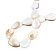 Shell normal de perles blanches de brins X-PBB263Y-1-7