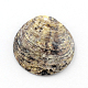 Pendientes de concha de mar redondas planas SSHEL-Q295-15-2