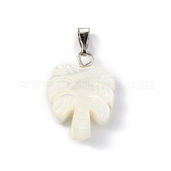 Натуральная ракушка трохида / подвески из ракушки трохуса SSHEL-M021-10