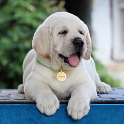 10 шт. 2-х цветные подвески из нержавеющей стали 201 с защитой от потускнения&nbsp;STAS-DC0016-65