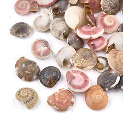 Perles de coquillages en spirale, perles non percées / sans trou, colorées, 5~12x4~10x2~5.5mm