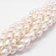 Rainbow Plated Shell Pearl Beads Strands BSHE-L027-01-6x9-1