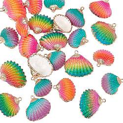 Peinture en aérosol et galvanoplastie pendentifs en coquille de mer naturelle, avec les accessoires en fer, couleur mixte, 19~28x20~30x7~11mm, Trou: 2mm, 3 couleurs, 8 pcs / couleur, 24 pcs / boîte