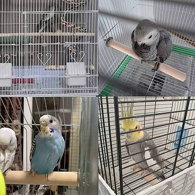 オウムとまり木スタンド 天然木の鳥スタンド 止まり木 鳥かご用