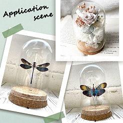 Стеклянный купол AJEW-SC0001-62