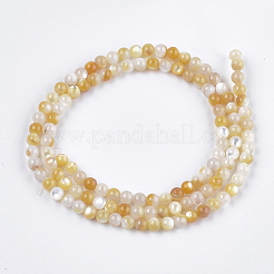 Giallo perline shell fili&nbsp;SHEL-S274-93B