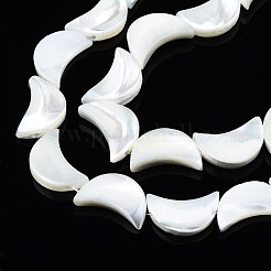 Natürliche Trochidschale / Trochusschalenperlenstränge&nbsp;SSHEL-N034-97B-B01