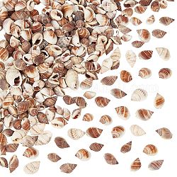 Perles de coquillage en spirale naturelle, sans trou, 10~15x5~10x5~10mm, environ 300 pcs / boîte