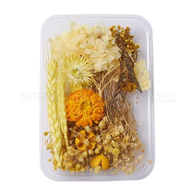Wholesale Dried Flowers 