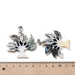 Натуральная ракушка пауа FIND-A041-02D-P